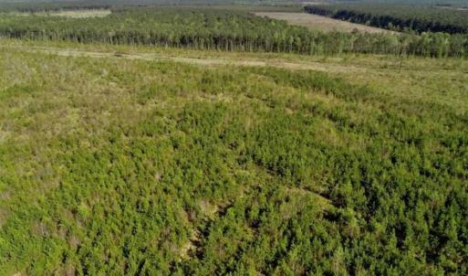 Photo of REDUCED!  218 Acres of Hunting and Timber Land For Sale in Gates County NC!