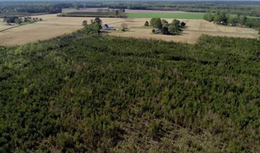 Photo of REDUCED!  218 Acres of Hunting and Timber Land For Sale in Gates County NC!