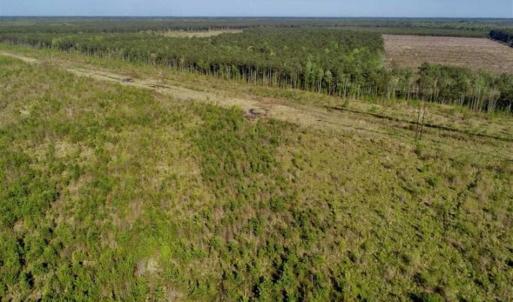 Photo of REDUCED!  218 Acres of Hunting and Timber Land For Sale in Gates County NC!