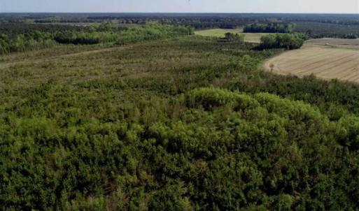 Photo of REDUCED!  218 Acres of Hunting and Timber Land For Sale in Gates County NC!
