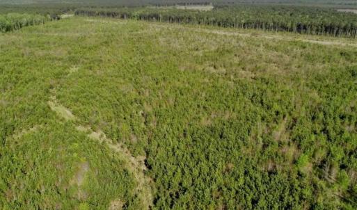 Photo of REDUCED!  218 Acres of Hunting and Timber Land For Sale in Gates County NC!