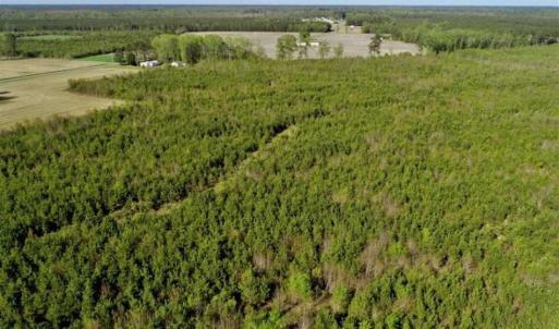 Photo of REDUCED!  218 Acres of Hunting and Timber Land For Sale in Gates County NC!