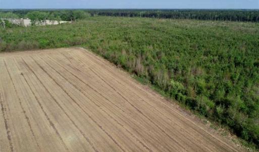 Photo of REDUCED!  218 Acres of Hunting and Timber Land For Sale in Gates County NC!
