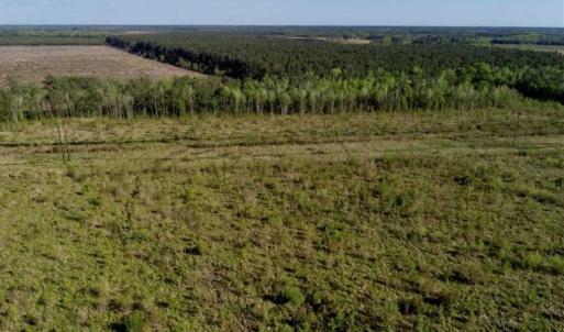 Photo of REDUCED!  218 Acres of Hunting and Timber Land For Sale in Gates County NC!