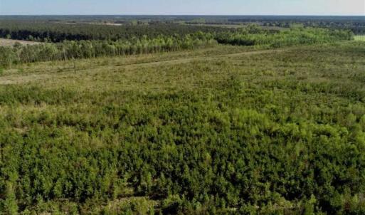 Photo of REDUCED!  218 Acres of Hunting and Timber Land For Sale in Gates County NC!