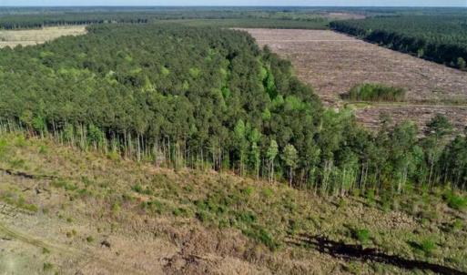 Photo of REDUCED!  218 Acres of Hunting and Timber Land For Sale in Gates County NC!