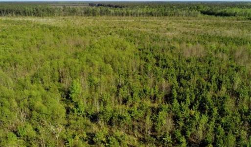 Photo of REDUCED!  218 Acres of Hunting and Timber Land For Sale in Gates County NC!
