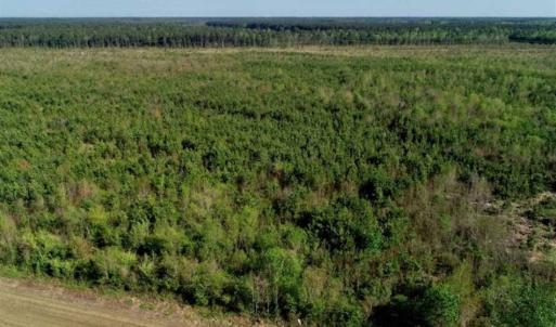 Photo of REDUCED!  218 Acres of Hunting and Timber Land For Sale in Gates County NC!