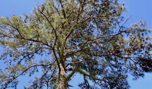 Photo of SOLD!!  1 Acre Lot For Sale in Washington County NC!