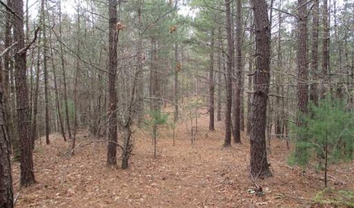 Photo of UNDER CONTRACT!! 33 Acres of Residential and Hunting Land in Alleghany County VA!