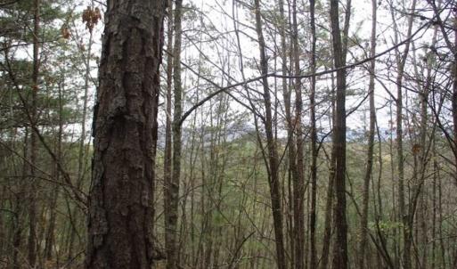 Photo of UNDER CONTRACT!! 33 Acres of Residential and Hunting Land in Alleghany County VA!