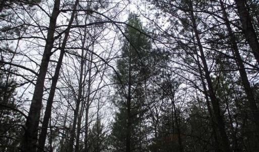 Photo of UNDER CONTRACT!! 33 Acres of Residential and Hunting Land in Alleghany County VA!