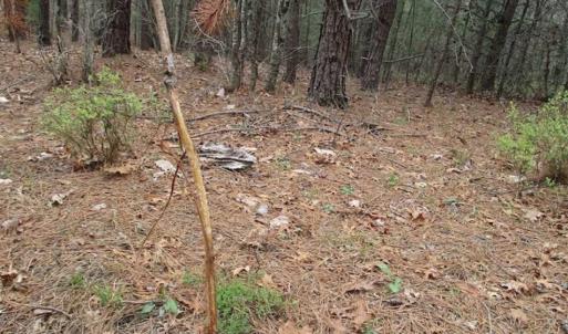 Photo of UNDER CONTRACT!! 33 Acres of Residential and Hunting Land in Alleghany County VA!