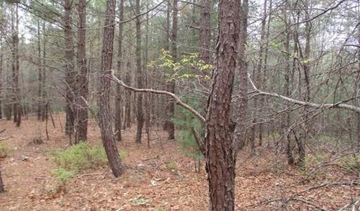 Photo of UNDER CONTRACT!! 33 Acres of Residential and Hunting Land in Alleghany County VA!