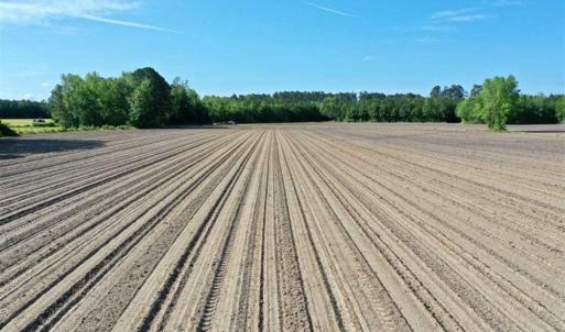 Photo of SOLD!!  48.41 Acres of Farm and Hunting Land For Sale in Columbus County NC!