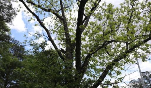 Photo of SOLD!!  19.47 Acres of Residential and Recreational Land in Harnett County NC!