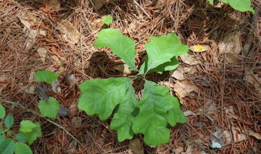 Photo of SOLD!!  19.47 Acres of Residential and Recreational Land in Harnett County NC!