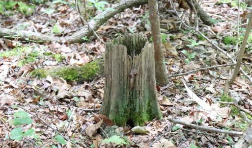 Photo of SOLD!!  19.47 Acres of Residential and Recreational Land in Harnett County NC!