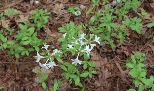 Photo of SOLD!!  19.47 Acres of Residential and Recreational Land in Harnett County NC!