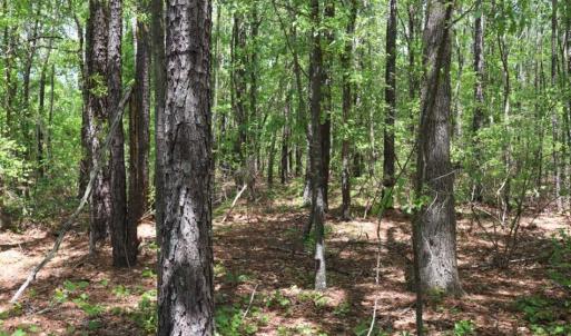 Photo of SOLD!!  19.47 Acres of Residential and Recreational Land in Harnett County NC!