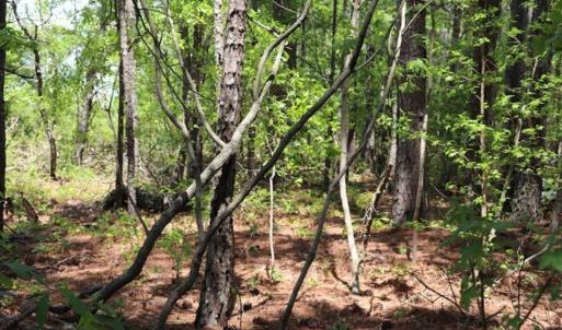 Photo of SOLD!!  19.47 Acres of Residential and Recreational Land in Harnett County NC!