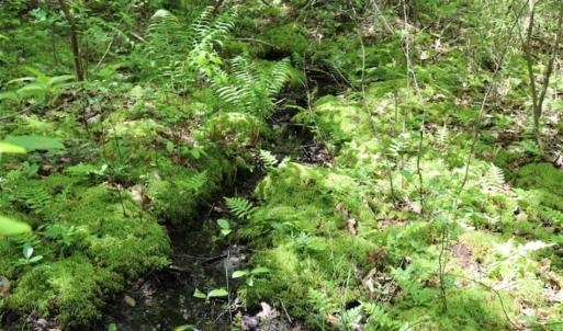 Photo of SOLD!!  19.47 Acres of Residential and Recreational Land in Harnett County NC!