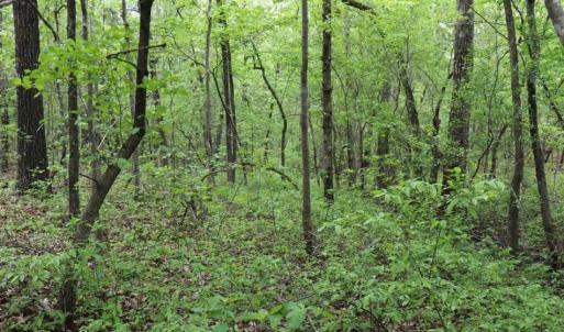 Photo of SOLD!!  19.47 Acres of Residential and Recreational Land in Harnett County NC!