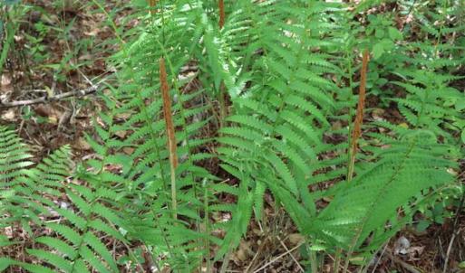 Photo of SOLD!!  19.47 Acres of Residential and Recreational Land in Harnett County NC!