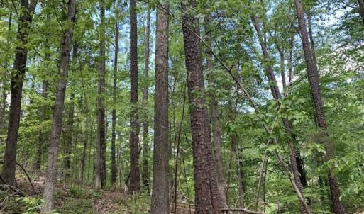 Photo of UNDER CONTRACT!!  3.7 Acres of Residential and Investment Land For Sale in Franklin County NC!