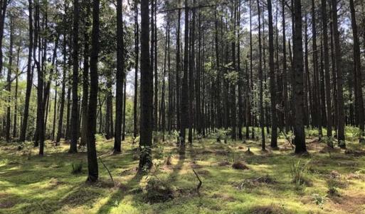 Photo of SOLD!!  254 Acres of Timber and Farm Land For Sale in Columbus County NC!