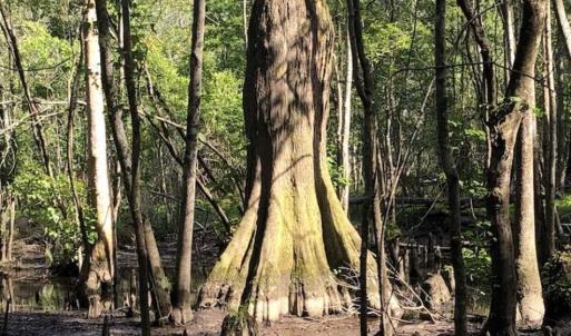 Photo of SOLD!!  254 Acres of Timber and Farm Land For Sale in Columbus County NC!