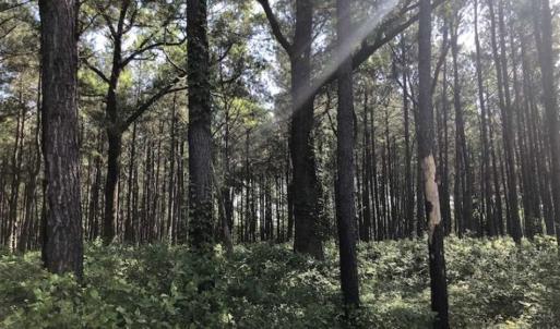 Photo of SOLD!!  254 Acres of Timber and Farm Land For Sale in Columbus County NC!