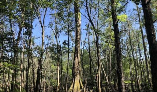 Photo of SOLD!!  254 Acres of Timber and Farm Land For Sale in Columbus County NC!