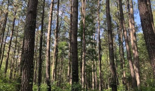 Photo of SOLD!!  254 Acres of Timber and Farm Land For Sale in Columbus County NC!