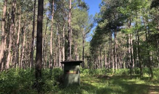 Photo of SOLD!!  254 Acres of Timber and Farm Land For Sale in Columbus County NC!