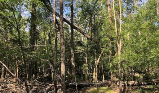 Photo of SOLD!!  254 Acres of Timber and Farm Land For Sale in Columbus County NC!