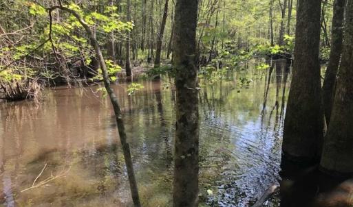 Photo of SOLD!!  254 Acres of Timber and Farm Land For Sale in Columbus County NC!