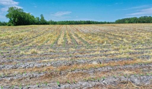 Photo of UNDER CONTRACT!!  50 Acres of Farm Land for Sale in Columbus County NC!