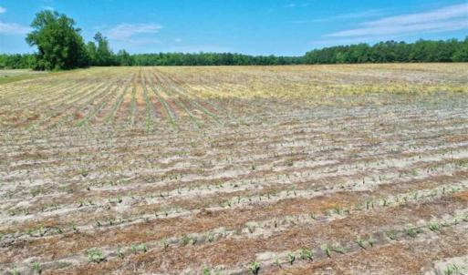 Photo of UNDER CONTRACT!!  50 Acres of Farm Land for Sale in Columbus County NC!