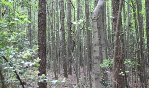 Photo of UNDER CONTRACT!!  17.95 Acres of Residential Land for Sale in Caroline Co VA