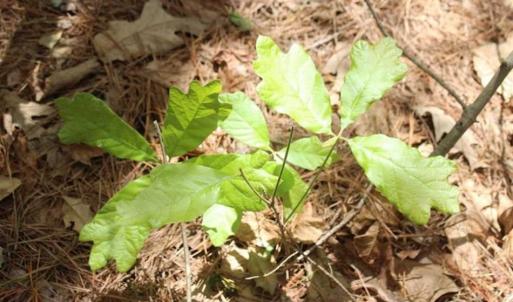 Photo of UNDER CONTRACT!!  17.95 Acres of Residential Land for Sale in Caroline Co VA