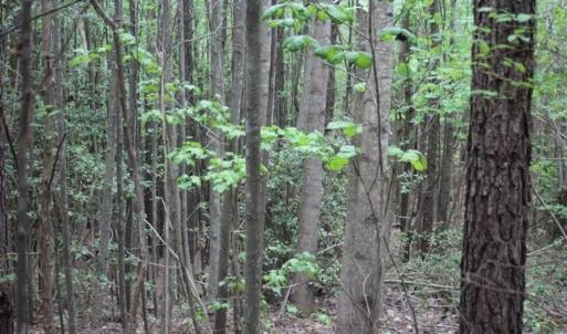 Photo of UNDER CONTRACT!!  17.95 Acres of Residential Land for Sale in Caroline Co VA