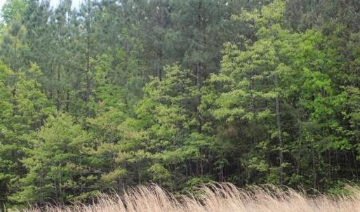 Photo of UNDER CONTRACT!!  17.95 Acres of Residential Land for Sale in Caroline Co VA