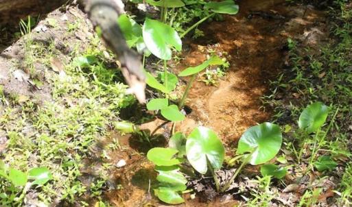 Photo of UNDER CONTRACT!!  17.95 Acres of Residential Land for Sale in Caroline Co VA