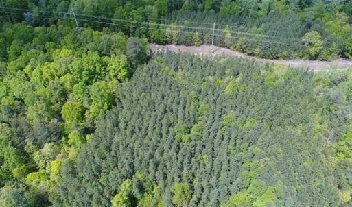 Photo of UNDER CONTRACT!!  17.95 Acres of Residential Land for Sale in Caroline Co VA