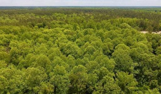 Photo of SOLD!!  16.9 Acres of Timber and Recreational Land For Sale in Sampson County NC!