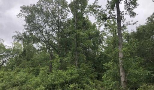 Photo of UNDER CONTRACT!!  67 Acres of Development Land For Sale in Brunswick County NC!