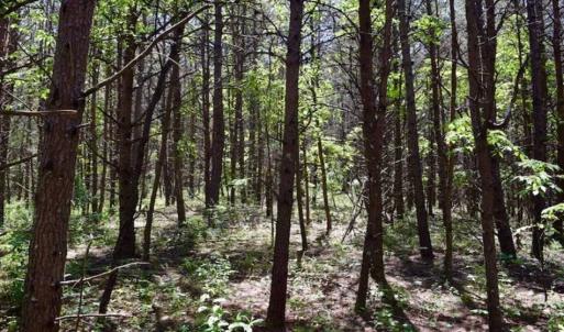 Photo of SOLD!!  24 Acres of Hunting and Recreational Land For Sale in Bedford County VA!