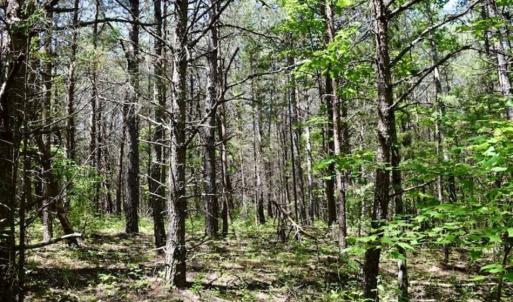 Photo of SOLD!!  24 Acres of Hunting and Recreational Land For Sale in Bedford County VA!