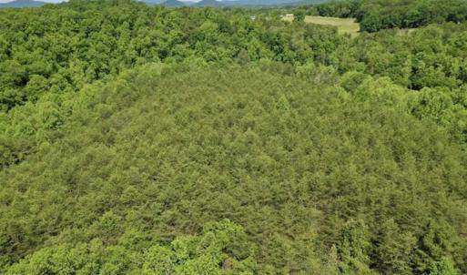 Photo of SOLD!!  24 Acres of Hunting and Recreational Land For Sale in Bedford County VA!